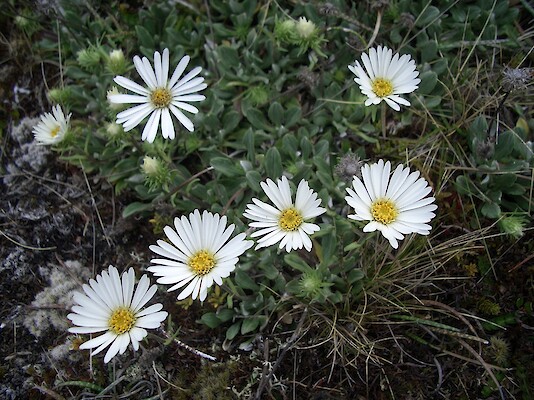 Poulter River, Lake Minchin