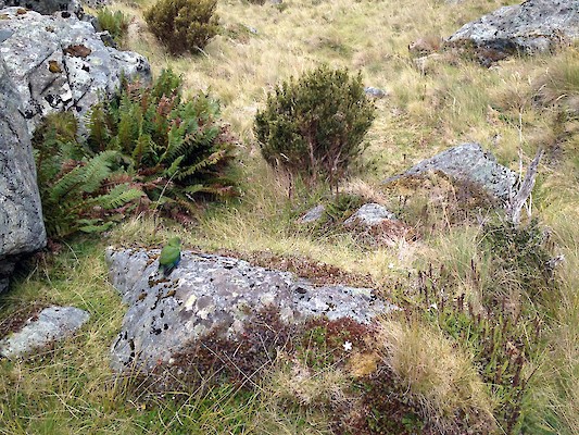 Juvenile kakariki