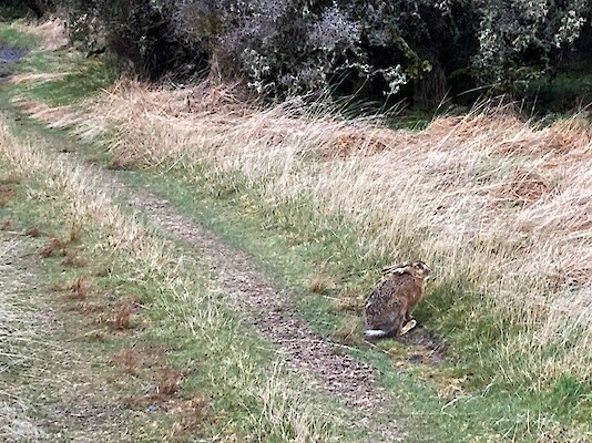 An surprisingly tame hare